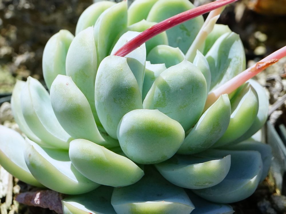 잎이 장미처럼 모인 에케베리아 화분